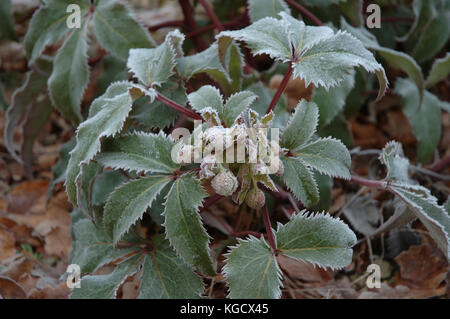 La brina sul verde helleborus, l'elleboro, il giardino inglese uk Regno Unito, l'Europa. Foto Stock