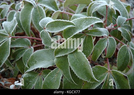 La brina sul verde helleborus, l'elleboro, il giardino inglese uk Regno Unito, Europa, Foto Stock