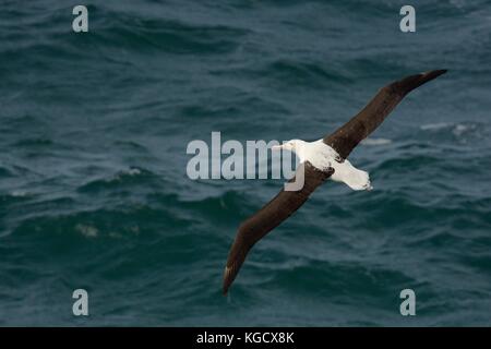 Diomedea sanfordi - Northern Royal Albatros volare al di sopra del mare in Nuova Zelanda vicino alla penisola di Otago, Isola del Sud Foto Stock