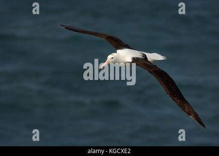 Diomedea sanfordi - Northern Royal Albatros volare al di sopra del mare in Nuova Zelanda vicino alla penisola di Otago, Isola del Sud Foto Stock