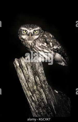 Civetta (Athene noctua) arroccato su un pallido vicino fino nella notte. Foto Stock