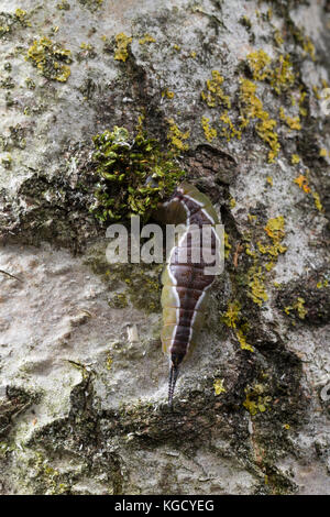 Großer Gabelschwanz, Raupe beim Bau des Kokon, Puppenkokon, Puppe, Cerura vinula, Diclanura vinula, puss Moth, caterpillar, pupa, bozzolo, la Queue fou Foto Stock