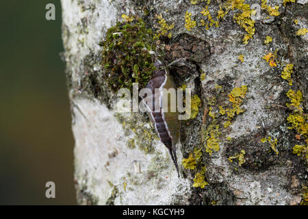 Großer Gabelschwanz, Raupe beim Bau des Kokon, Puppenkokon, Puppe, Cerura vinula, Diclanura vinula, puss Moth, caterpillar, pupa, bozzolo, la Queue fou Foto Stock