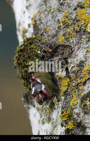 Großer Gabelschwanz, Raupe beim Bau des Kokon, Puppenkokon, Puppe, Cerura vinula, Diclanura vinula, puss Moth, caterpillar, pupa, bozzolo, la Queue fou Foto Stock