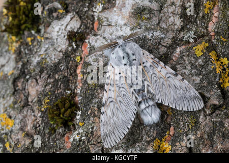 Großer Gabelschwanz, Cerura vinula, Dicranura vinula, puss Moth, la Queue fourchue, Vinule, Grande harpie, Zahnspinner, Notodontidae Foto Stock