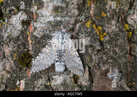 Großer Gabelschwanz, Cerura vinula, Dicranura vinula, puss Moth, la Queue fourchue, Vinule, Grande harpie, Zahnspinner, Notodontidae Foto Stock