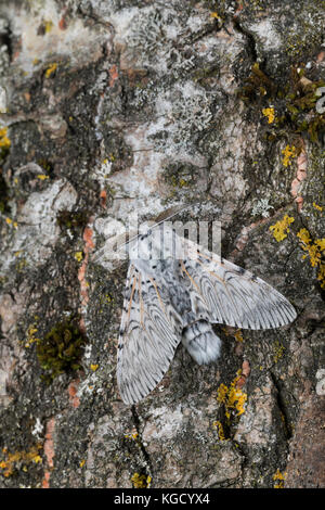 Großer Gabelschwanz, Cerura vinula, Dicranura vinula, puss Moth, la Queue fourchue, Vinule, Grande harpie, Zahnspinner, Notodontidae Foto Stock