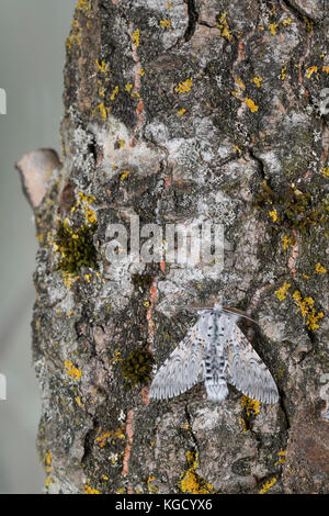 Großer Gabelschwanz, Cerura vinula, Dicranura vinula, puss Moth, la Queue fourchue, Vinule, Grande harpie, Zahnspinner, Notodontidae Foto Stock