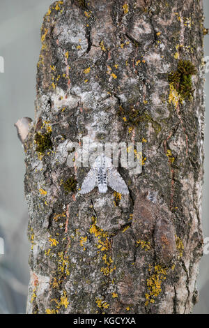 Großer Gabelschwanz, Cerura vinula, Dicranura vinula, puss Moth, la Queue fourchue, Vinule, Grande harpie, Zahnspinner, Notodontidae Foto Stock