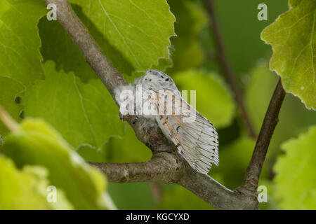 Großer Gabelschwanz, Cerura vinula, Dicranura vinula, puss Moth, la Queue fourchue, Vinule, Grande harpie, Zahnspinner, Notodontidae Foto Stock