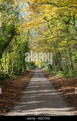 Fagus sylvatica. Avenue di autunno faggi in Broadwell, Cotswolds, Gloucestershire, Inghilterra Foto Stock