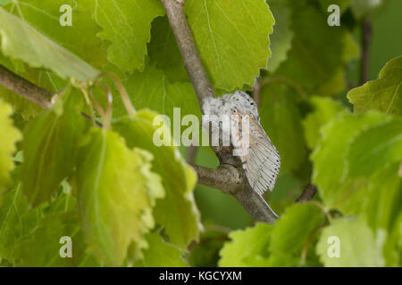 Großer Gabelschwanz, Cerura vinula, Dicranura vinula, puss Moth, la Queue fourchue, Vinule, Grande harpie, Zahnspinner, Notodontidae Foto Stock