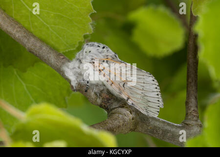 Großer Gabelschwanz, Cerura vinula, Dicranura vinula, puss Moth, la Queue fourchue, Vinule, Grande harpie, Zahnspinner, Notodontidae Foto Stock