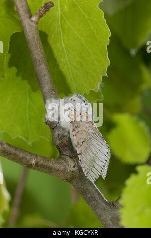 Großer Gabelschwanz, Cerura vinula, Dicranura vinula, puss Moth, la Queue fourchue, Vinule, Grande harpie, Zahnspinner, Notodontidae Foto Stock