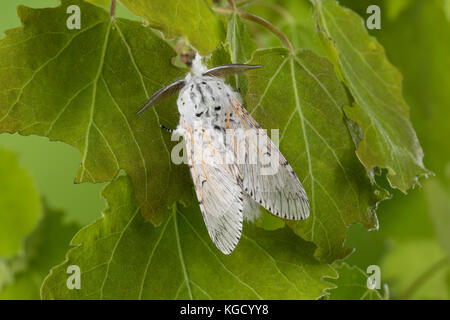 Großer Gabelschwanz, Cerura vinula, Dicranura vinula, puss Moth, la Queue fourchue, Vinule, Grande harpie, Zahnspinner, Notodontidae Foto Stock