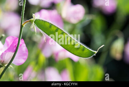 Lathyrus odoratus. Sweet Pea pod di semi in un orto in agosto. Regno Unito Foto Stock