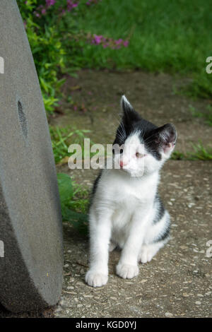 Bianco e nero gattino seduto per terra e guardando qualcosa Foto Stock