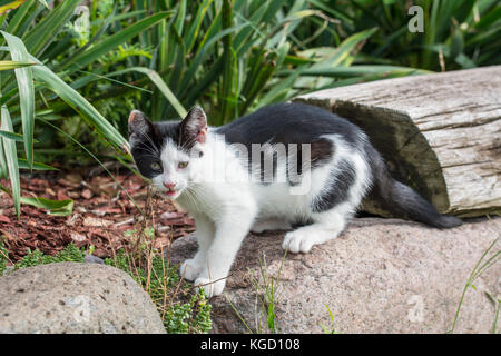 Bianco e nero gattino giocare in giardino Foto Stock