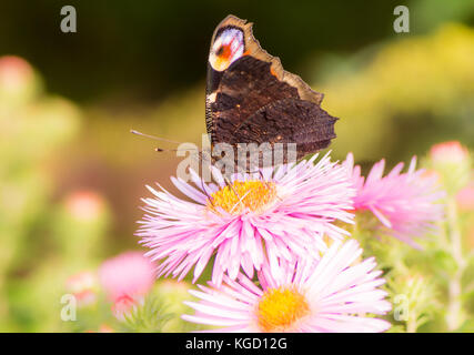 Macro di una farfalla pavone su una rosa fiore aster Foto Stock