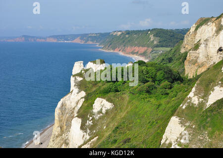 Testa di birra guardando verso Branscombe bocca,l'undercliff è un paradiso naturale all'interno di chalk cliffs.Devon, Regno Unito Foto Stock