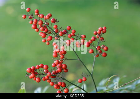 Un cluster di bacche rosse da bambù celeste, Nandina domestica su uno sfondo verde Foto Stock