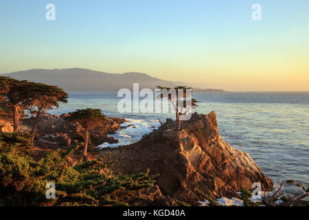 Il lone cypress Foto Stock