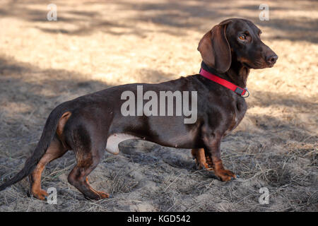 Bassotto in posa per un ritratto a un dog park Foto Stock