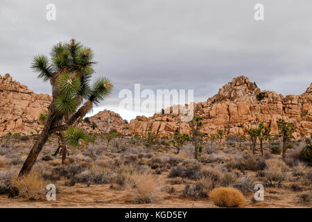 Giornata uggiosa a Joshua Tree National Park, California Foto Stock