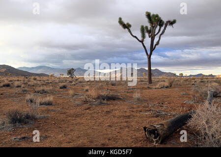 Parco nazionale di Joshua Tree Foto Stock