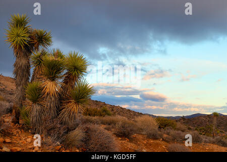 Nel tardo pomeriggio a Joshua Tree National Park in un giorno di tempesta Foto Stock