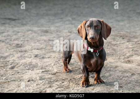 Bassotto in posa per un ritratto a un dog park Foto Stock