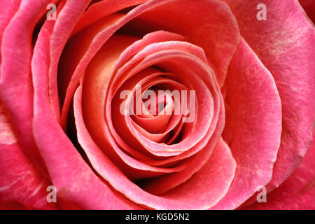 Immagine macro di un unica rosa con curve morbide e strati Foto Stock