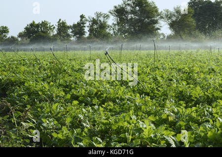 Irrigatori irrigazione nel campo Foto Stock