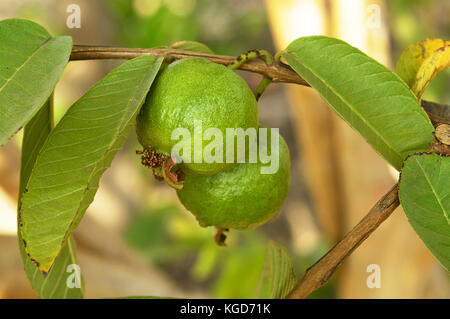 Due guaiave su albero Foto Stock