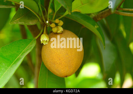 Sapodilla o frutta chickoo su albero Foto Stock