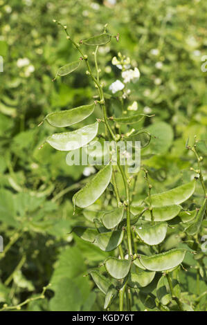 White fagiolo di giacinto, lablab purpureus pawta, impianti di Pune, Maharashtra Foto Stock