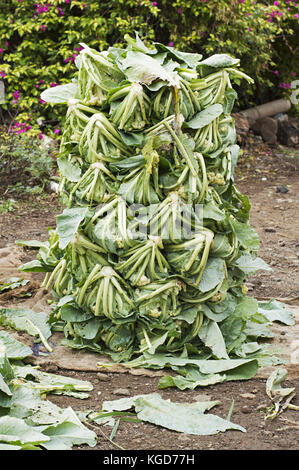 Cavolfiori raccolti per inviare il mercato per la vendita nei pressi di Pune, Maharashtra Foto Stock