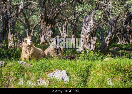 Pecore che pascolano tra gli ulivi sulla montagna sopra la città costiera di Bar nel Montenegro meridionale Foto Stock