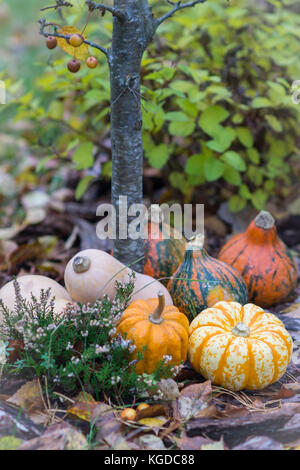 Diverse le zucche colorati sull'erba e foglie durante la caduta in autunno Foto Stock