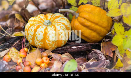 Diverse le zucche colorati sull'erba e foglie durante la caduta in autunno Foto Stock