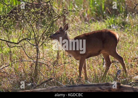 Cervi, Cervus elaphus, singolo femmina adulta alimentazione sulle boccole. Minsmere, Suffolk, Regno Unito. Foto Stock