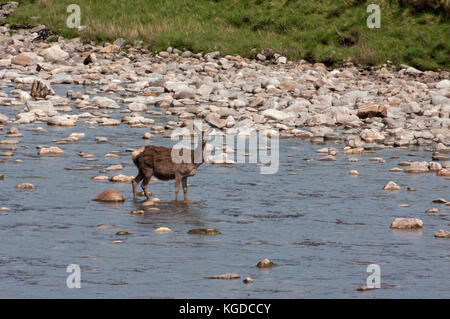 Cervi, Cervus elaphus, singolo femmina adulta in piedi nel fiume. Findhorn Valley, Scotland, Regno Unito. Foto Stock