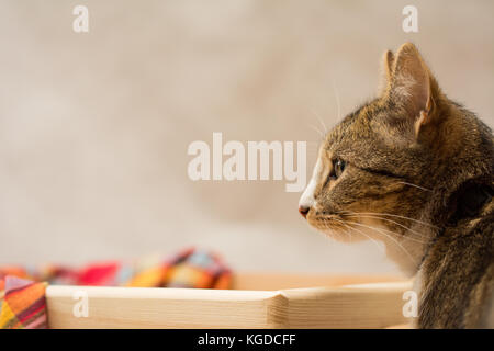 Profilo di un gatto seduto accanto a una scatola di legno Foto Stock