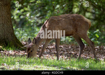 Cervi, Cervus elaphus, ritratto del singolo adulto alimentazione femmina. Minsmere, Suffolk, Regno Unito. Foto Stock