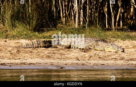 Un coccodrillo del Nilo (Crocodylus niloticus) poggia su di una banca in st. lucia estuary, sud africa. Foto Stock