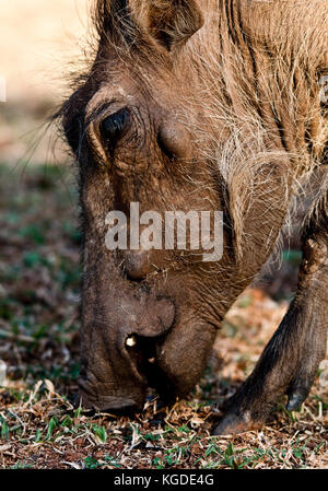 Warthog comune (phacochoerus africanus) inginocchiarsi. Questa immagine è stata scattata in Swaziland. Foto Stock