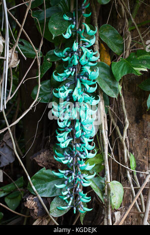 Jade Vine (Strongylodon macrobotrys) in fiore (nativi nelle Filippine). mucca bay hotel. queensland. Australia. Foto Stock