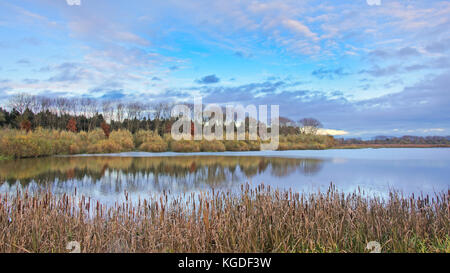 Laghetto con reed e gli alberi in natura bourgoyen riserva, Gand, Belgio Foto Stock