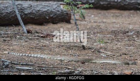 Un Pacifico settentrionale rattlesnake si snoda attraverso il terreno vicino a mezza cupola nel parco nazionale di Yosemite. Foto Stock