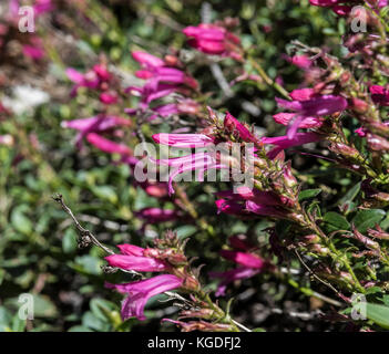 Bella orgoglio delle montagne fiori selvatici nel parco nazionale di Yosemite. Foto Stock